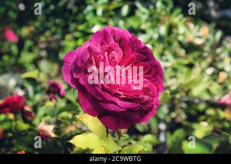 Die samtigen burgunderroten Rosen von rosa munstead Holz 'ausbernard' in Blüte Stockfoto