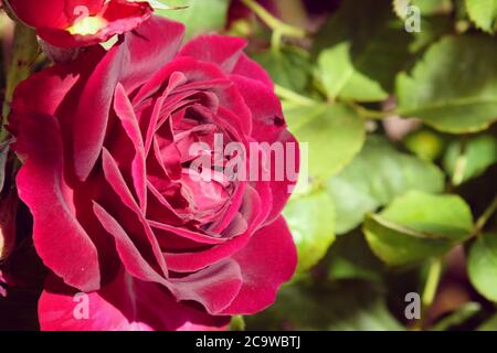 Die samtigen burgunderroten Rosen von rosa munstead Holz 'ausbernard' in Blüte Stockfoto