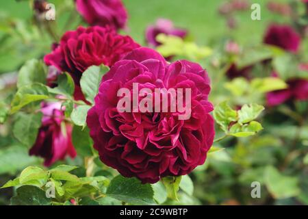 Die samtigen burgunderroten Rosen von rosa munstead Holz 'ausbernard' in Blüte Stockfoto