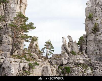 BÄUME UND ZINNEN IN EINER ÖFFNUNG EINER KALKSTEINKLIPPE. Cadières de Brandis, Castellane, Alpes de Haute-Provence, Frankreich. Stockfoto