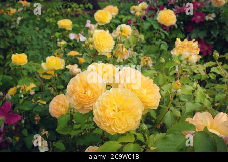 Die gelben Rosen von rosa molineux 'ausmol' in Blüte Stockfoto