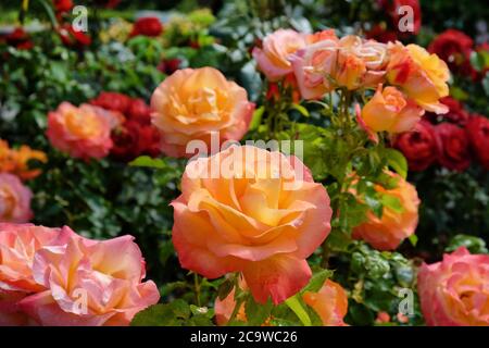 Die Pfirsich und rosa Rose von rosa 'Marmelade und jerusalem' frymojo in Blüte Stockfoto