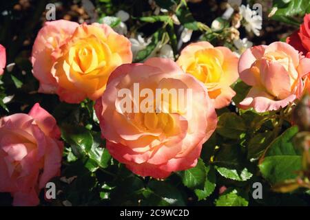 Die Pfirsich und rosa Rose von rosa 'Marmelade und jerusalem' frymojo in Blüte Stockfoto