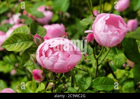 Hübsche rosa schalenrosa Bourbon Rose, rosa raubritter macrantha in Blüte Stockfoto