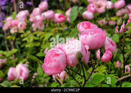 Hübsche rosa schalenrosa Bourbon Rose, rosa raubritter macrantha in Blüte Stockfoto