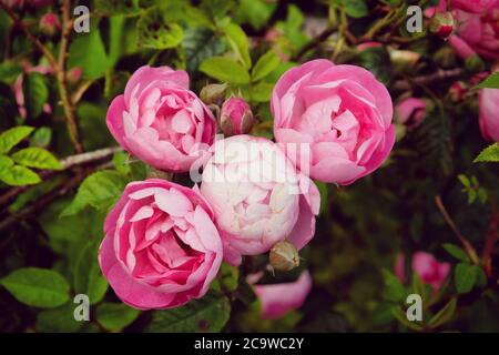 Hübsche rosa schalenrosa Bourbon Rose, rosa raubritter macrantha in Blüte Stockfoto