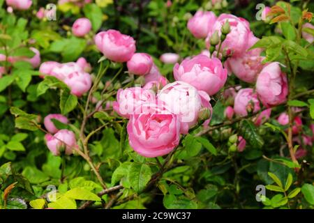 Hübsche rosa schalenrosa Bourbon Rose, rosa raubritter macrantha in Blüte Stockfoto