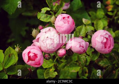 Hübsche rosa schalenrosa Bourbon Rose, rosa raubritter macrantha in Blüte Stockfoto