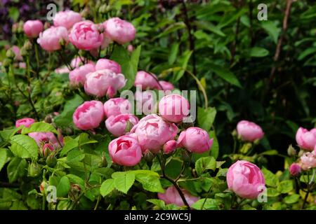 Hübsche rosa schalenrosa Bourbon Rose, rosa raubritter macrantha in Blüte Stockfoto