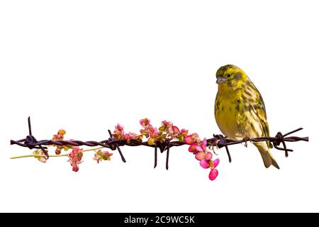 Isolierter niedlicher kleiner Vogel und Stacheldraht. Weißer Hintergrund. Stockfoto