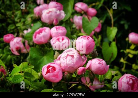 Hübsche rosa schalenrosa Bourbon Rose, rosa raubritter macrantha in Blüte Stockfoto