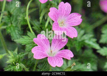 Rosa winterharte Geranium oxonianum 'Wargrave Pink' in Blüte Stockfoto