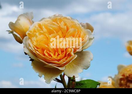 Pfirsichrose rosa 'Krone 'Prinzessin margareta auswinter' in Blüte Stockfoto