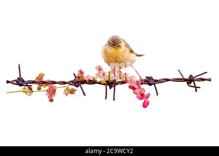 Isolierter niedlicher kleiner Vogel und Stacheldraht. Weißer Hintergrund. Stockfoto