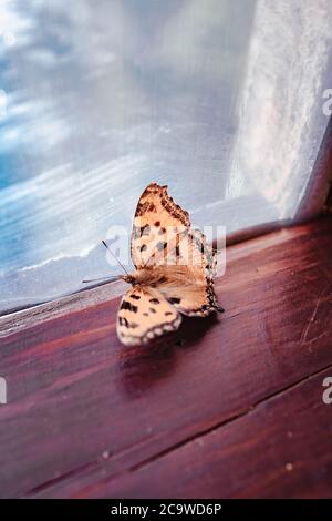 Satyr Komma Schmetterling drinnen am Fenster. Polygonia satyrus Stockfoto