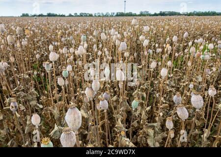 Feld voller trockener Mohnblumen. Bauernhof Felder in der Slowakei. Stockfoto