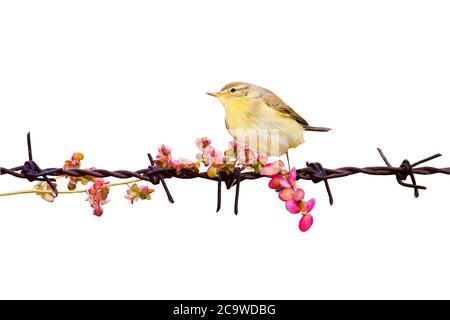 Isolierter niedlicher kleiner Vogel und Stacheldraht. Weißer Hintergrund. Stockfoto