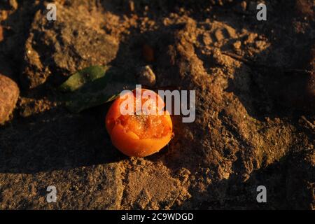 Leuchtend gelb orange Aprikosen oder Pfirsiche liegen auf den Felsen, die von den Zweigen ein wenig geschlagen Sommer Herbst Ernte gefallen Stockfoto