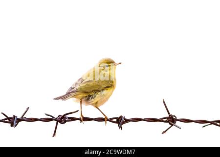 Isolierter niedlicher kleiner Vogel und Stacheldraht. Weißer Hintergrund. Stockfoto