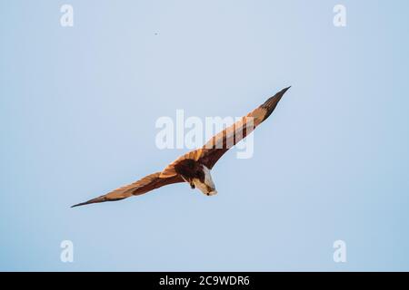 Goa, Indien. Brahminy Kite Essen Krabbe Im Flug In Blue Sky Stockfoto