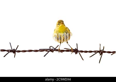 Isolierter niedlicher kleiner Vogel und Stacheldraht. Weißer Hintergrund. Stockfoto