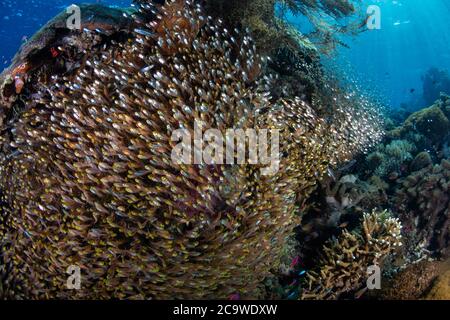 Kleine, bunte Fische schweben in der Nähe von Korallen auf einem gesunden Riff in Alor, Indonesien. Diese abgelegene Region ist für ihre unglaubliche marine Artenvielfalt bekannt. Stockfoto