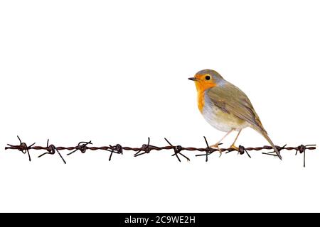 Isolierter niedlicher kleiner Vogel und Stacheldraht. Weißer Hintergrund. Stockfoto