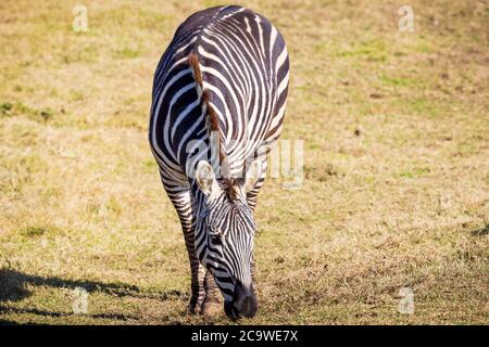 Ein schwarz-weißes Zebra, das grünes Gras auf einem offenen Feld frisst Stockfoto