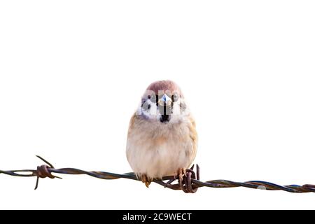 Isolierter niedlicher kleiner Vogel und Stacheldraht. Weißer Hintergrund. Stockfoto