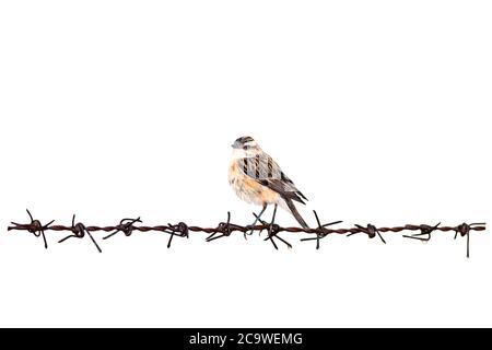 Isolierter niedlicher kleiner Vogel und Stacheldraht. Weißer Hintergrund. Stockfoto