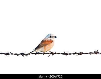 Isolierter niedlicher kleiner Vogel und Stacheldraht. Weißer Hintergrund. Stockfoto