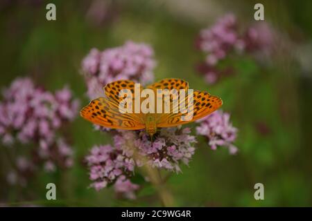 Silbergewaschene Fatillarschmetterlinge im Detail Stockfoto