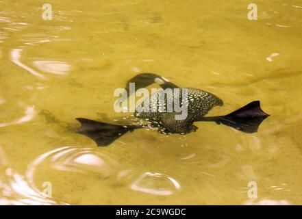 Gemeiner Loon im Brutgefieder Unterwasser Stockfoto