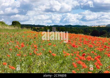 Hang in roten Mais Mohnblumen wachsen wild in einer Erbsenernte bedeckt. Lebendige Farbe kontrastiert mit Himmel und Hintergrund. Stockfoto