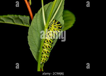 Schwarze Schwalbenschwanzraupen. In Nordamerika sind sie häufiger. Es ist der staatliche Schmetterling von Oklahoma und New Jersey. Stockfoto