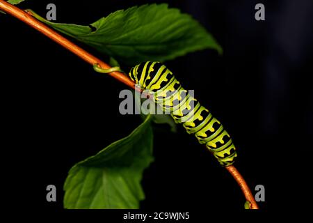 Schwarze Schwalbenschwanzraupen. In Nordamerika sind sie häufiger. Es ist der staatliche Schmetterling von Oklahoma und New Jersey. Stockfoto