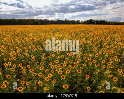 Sonnenblumenfeld am Sommertag, Luftaufnahme Stockfoto