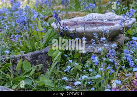 Nahaufnahme des alten Steinvogelbades in Steingärten, umgeben von Blumen und Laub, im Eastcote House Gardens, Eastcote Hillingdon, West London. Stockfoto