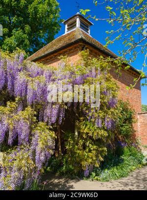 Eine Pergola mit Glyzinien neben dem denkmalgeschützten Taubenschlag aus dem 18. Jahrhundert in Eastcote House Gardens, Eastcote Middlesex, Northwest London. Stockfoto