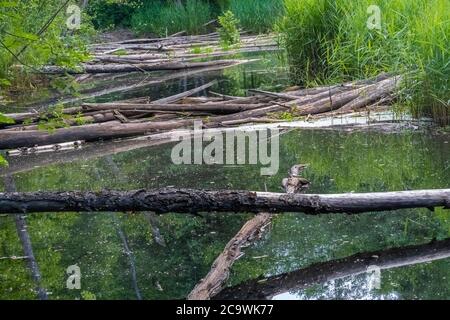 Biberweg, Soomaa ("Moorland") Nationalpark in einem Feuchtgebiet in den Landkreisen Parnu und Viljandi, südwestlich von Estland. Stockfoto