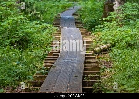 Biberweg, Soomaa ("Moorland") Nationalpark in einem Feuchtgebiet in den Landkreisen Parnu und Viljandi, südwestlich von Estland. Stockfoto