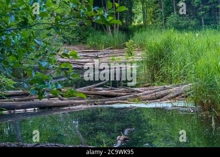 Biberweg, Soomaa ("Moorland") Nationalpark in einem Feuchtgebiet in den Landkreisen Parnu und Viljandi, südwestlich von Estland. Stockfoto