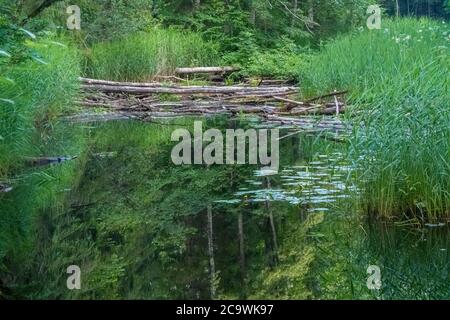 Biberweg, Soomaa ("Moorland") Nationalpark in einem Feuchtgebiet in den Landkreisen Parnu und Viljandi, südwestlich von Estland. Stockfoto