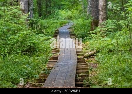 Biberweg, Soomaa ("Moorland") Nationalpark in einem Feuchtgebiet in den Landkreisen Parnu und Viljandi, südwestlich von Estland. Stockfoto