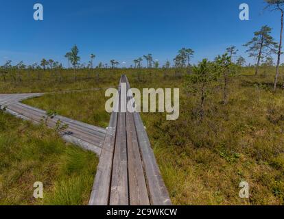 Riisa Bog Soomaa ("Moorland") Nationalpark in einem Feuchtgebiet in den Landkreisen Parnu und Viljandi, südwestlich von Estland. Stockfoto