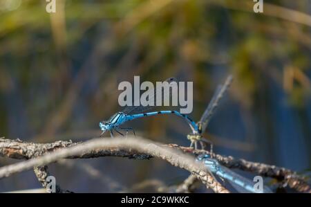 Damselflies (ähnlich wie Libellen), Riisa Bog Soomaa ("Land der Sümpfe") Nationalpark in einem Feuchtgebiet in den Landkreisen Parnu und Viljandi, südwestlich Stockfoto