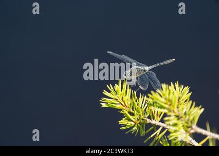 Damselflies (ähnlich wie Libellen), Riisa Bog Soomaa ("Land der Sümpfe") Nationalpark in einem Feuchtgebiet in den Landkreisen Parnu und Viljandi, südwestlich Stockfoto