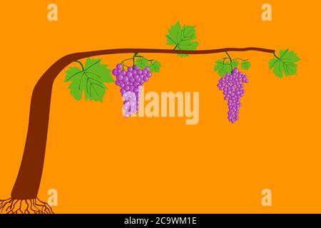 Illustration einer Rebe mit Trauben Stock Vektor