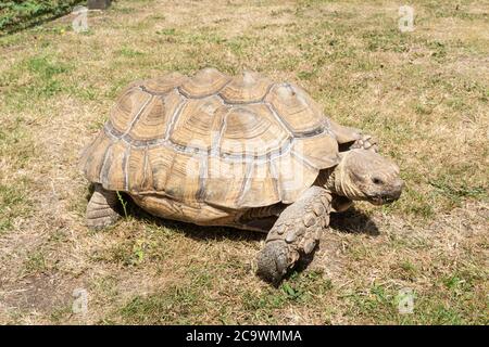 Afrikanische Schuppenschildkröte (Centrochelys sulcata), auch Sulcata-Schildkröte genannt Stockfoto