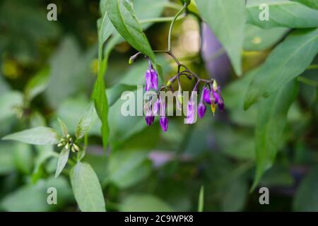 Woody Nachtschatten lila Blüten Solanum dulcamara. Natürlicher grüner Hintergrund Stockfoto